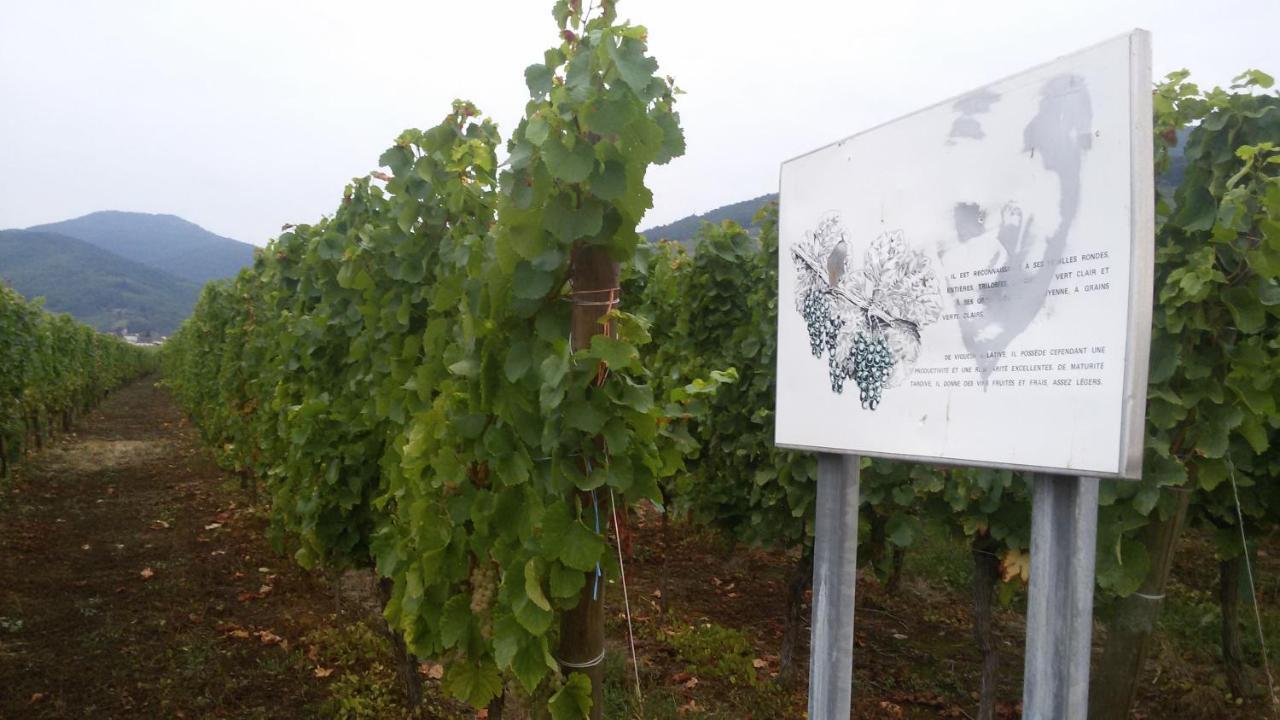 Naova Cosy Studio Kaysersberg-Vignoble Exterior photo